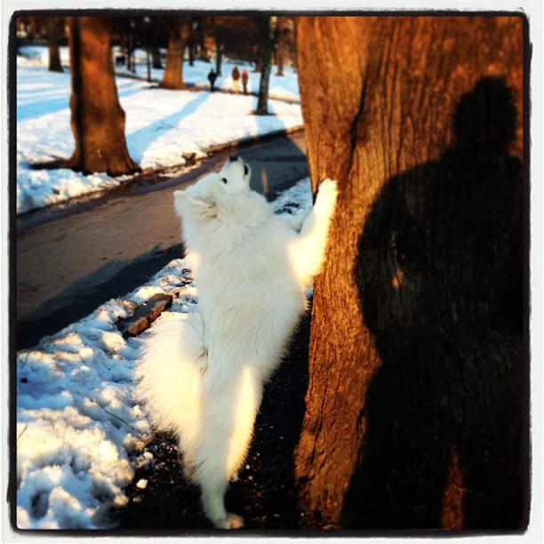 Harvard's History: Squirrel chasing in the Boston Public Garden