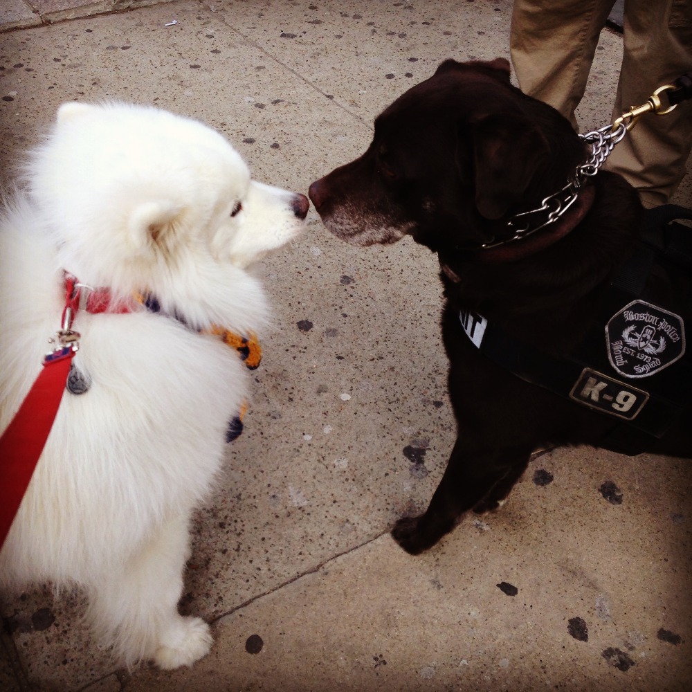 Harvard and a Boston Police K-9