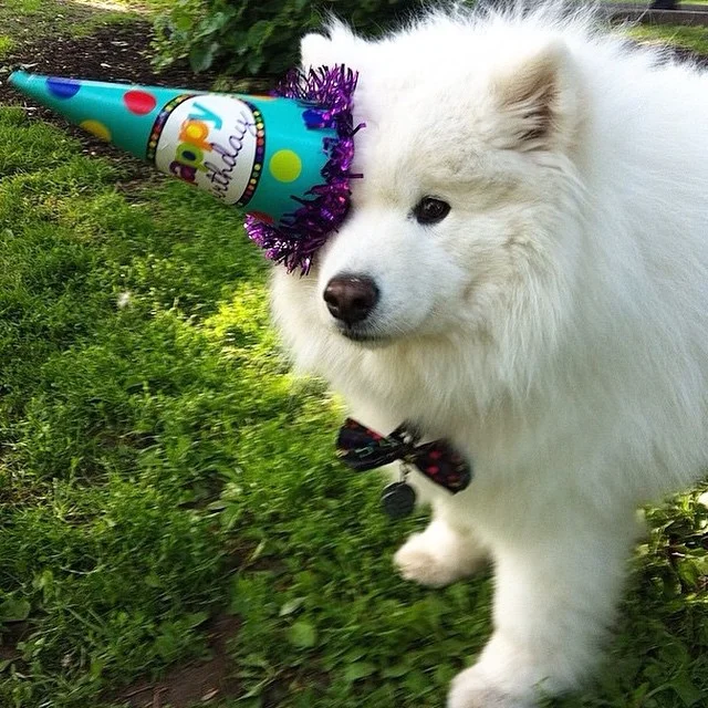 Announcing: My 11th Birthday Pawty Fundraiser!🎉🐾