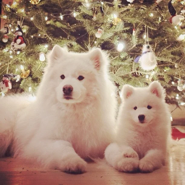 Harvard's History: Family Christmas Photoshoot