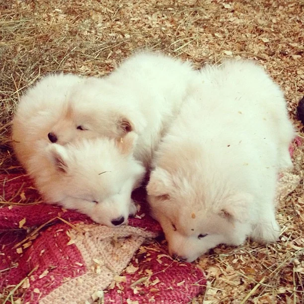 Harvard's History: Baby Brigitte Barkdot