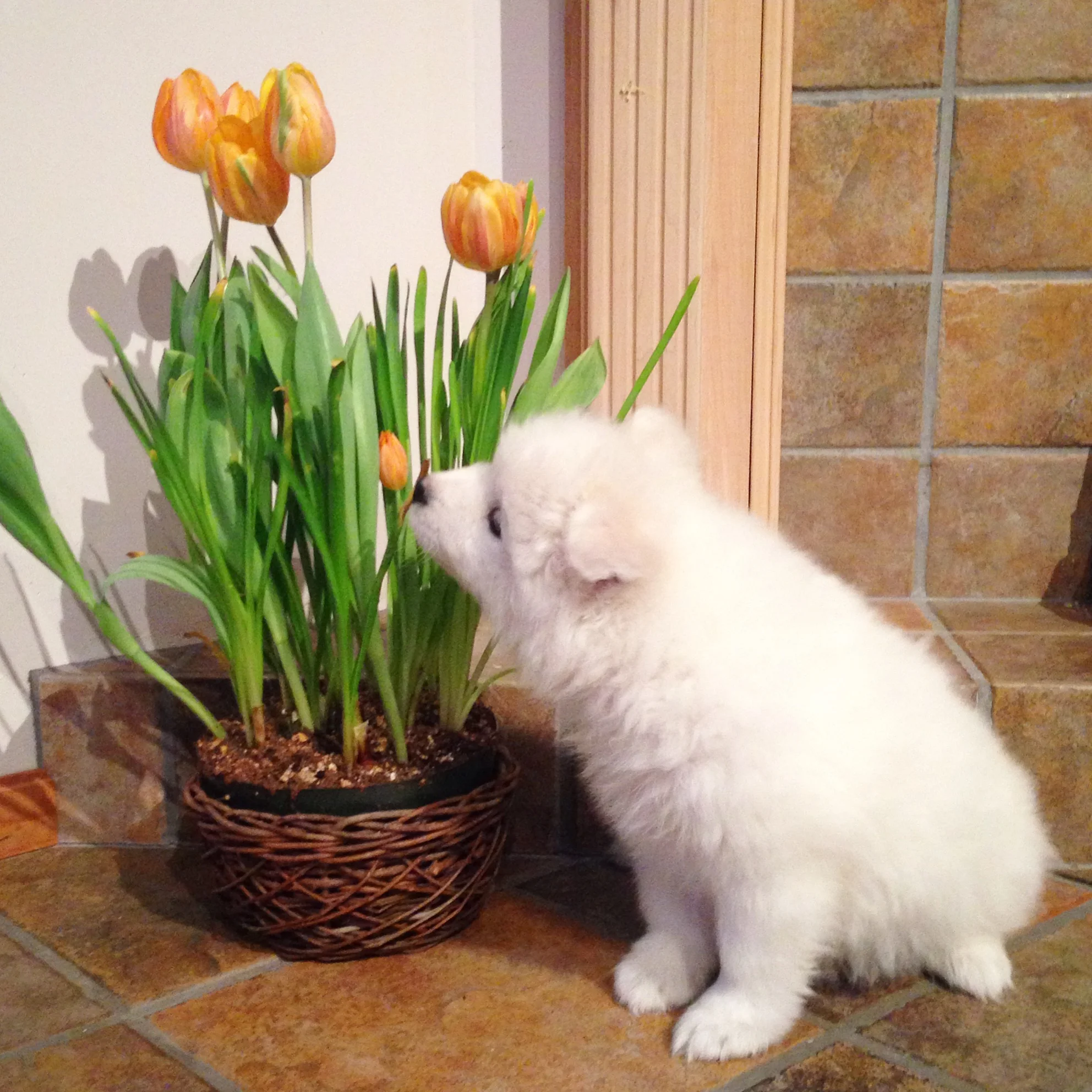 Taking a moment to sniff in spring 🌷