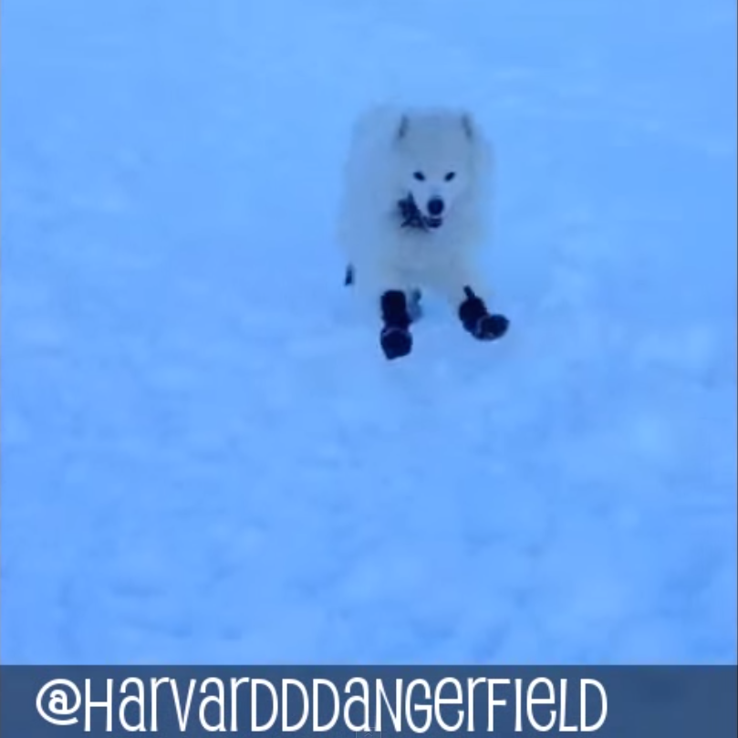 Harvard Dangerfield's Snow Reel