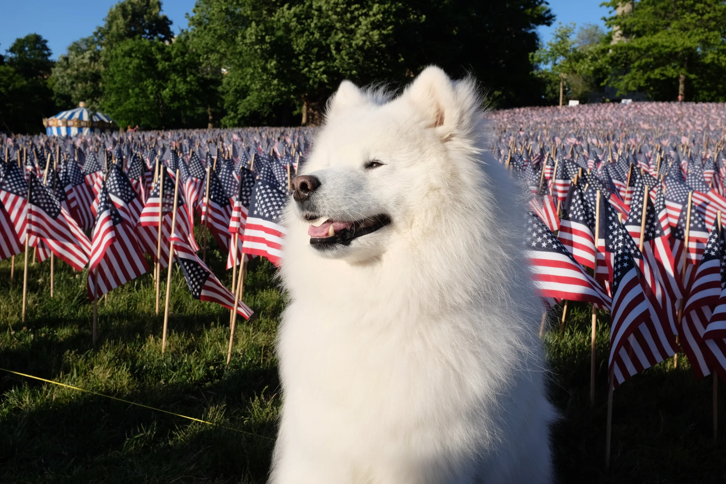 Harvard's History: The Smell of Freedom
