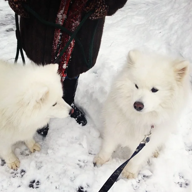 Harvard's History: Mr. Anti-social