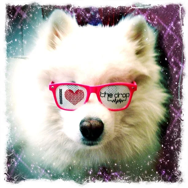 Harvard's History: Dogs Love Music