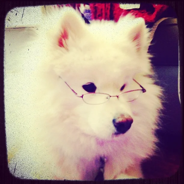 Harvard's History: Study Buddy