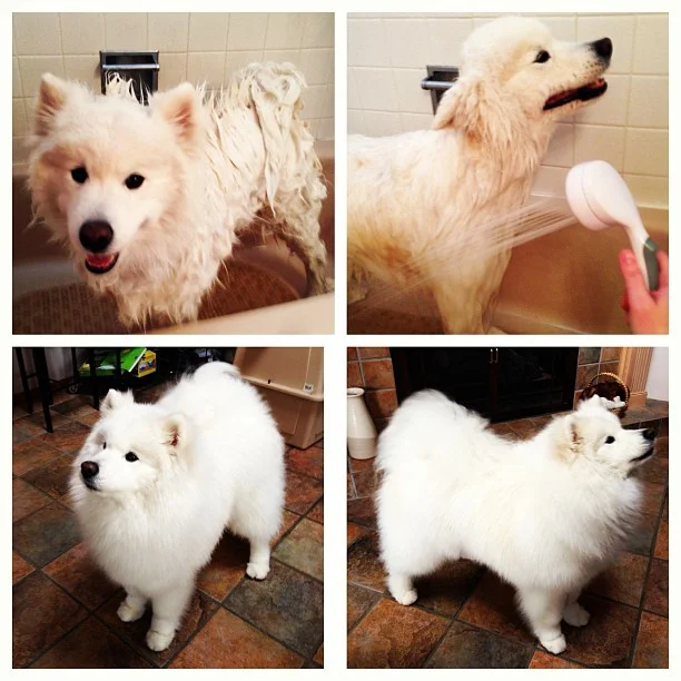 Harvard's History: Behind the Scenes! 🛀🐶🚿