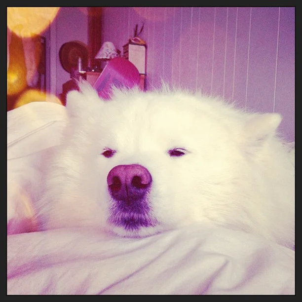 Harvard's History: Wrapped up in the covers to keep my mom warm! βπΆπΎ