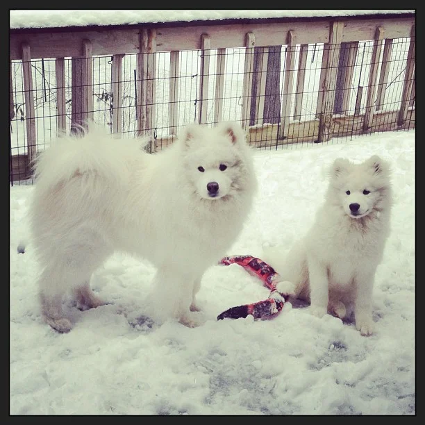 Harvard's History: Playdate with Brigitte Barkdot πΎ