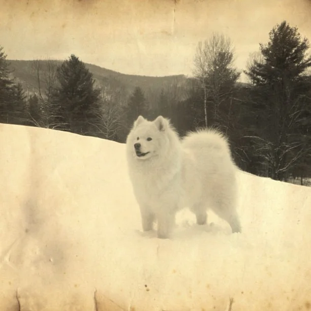 Harvard's History: Old Timey Photo