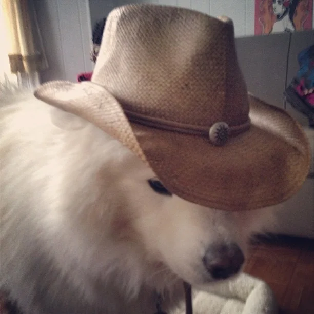 Harvard's History: Howdy, darlin'!