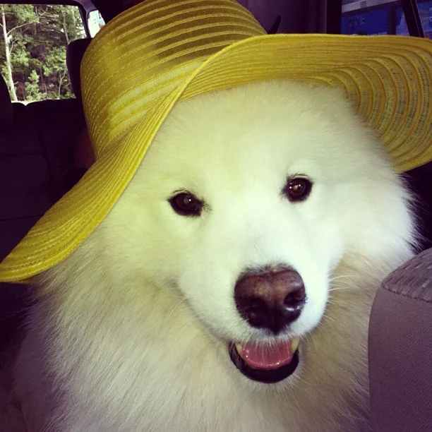 Harvard's History: Sunhats & Selfies