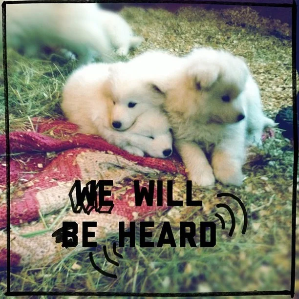 Harvard's History: Hipstamatic Puppies