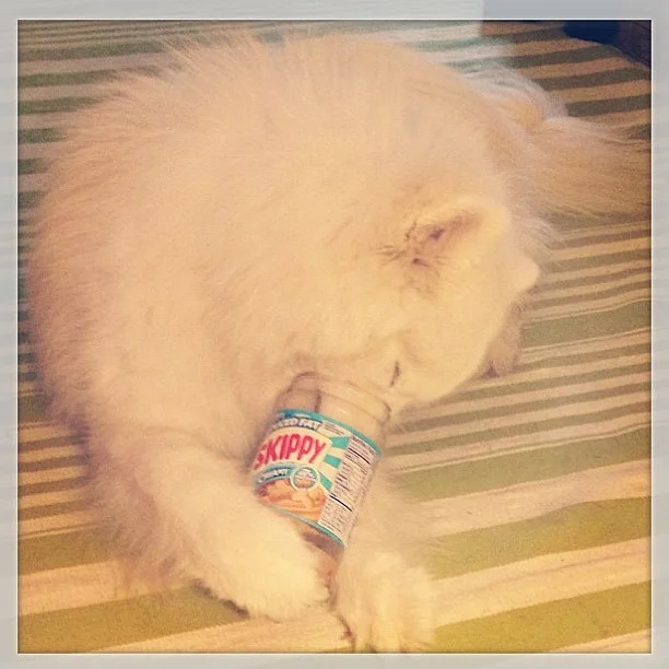 Harvard's History: Peanut Butter Breakfast