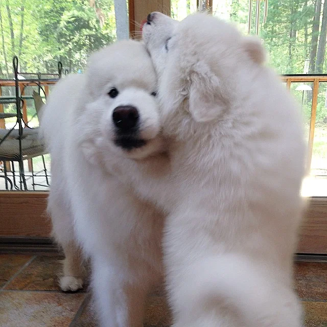 Puppy hugs
