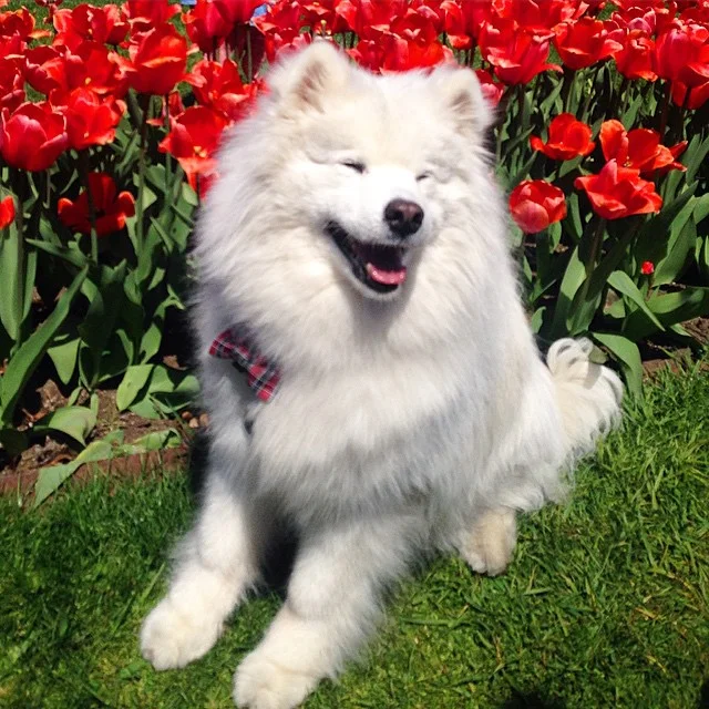 Bowties and tulips๐ท