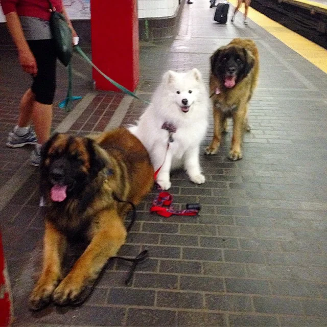 Therapy Dogs on the T