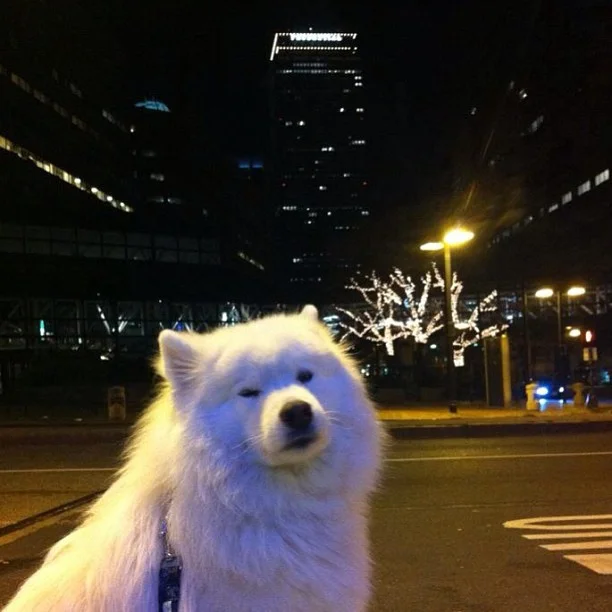 Harvard's History: Blue Steel