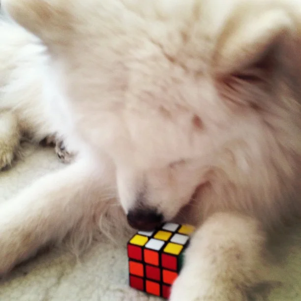 Harvard's History: Rubik's Cube