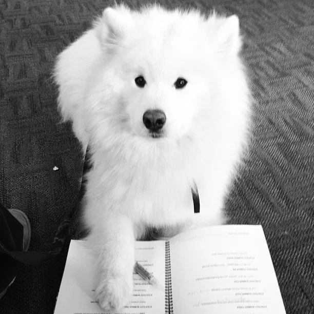 Harvard's History: Studying! πβπ