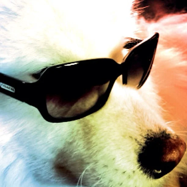 Harvard's History: Cool kid in Coach sunglasses