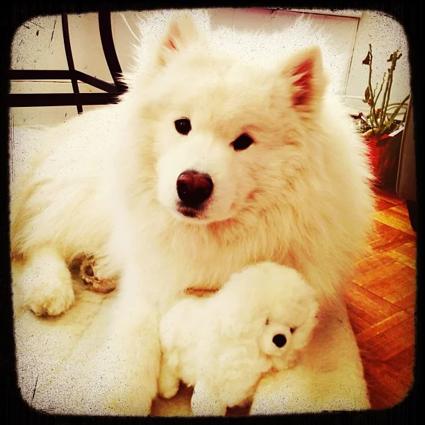 Harvard's History: Twins?