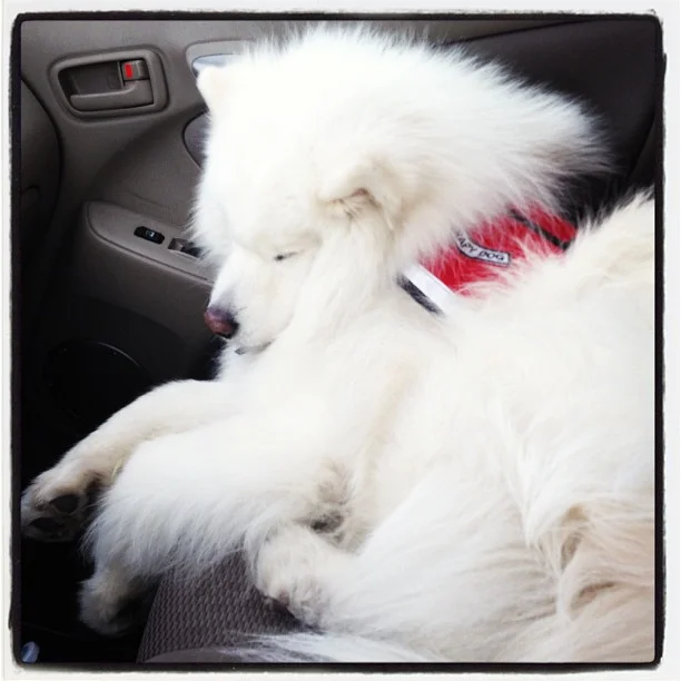 Harvard's History: Wiped out after a big day!!π΄π€