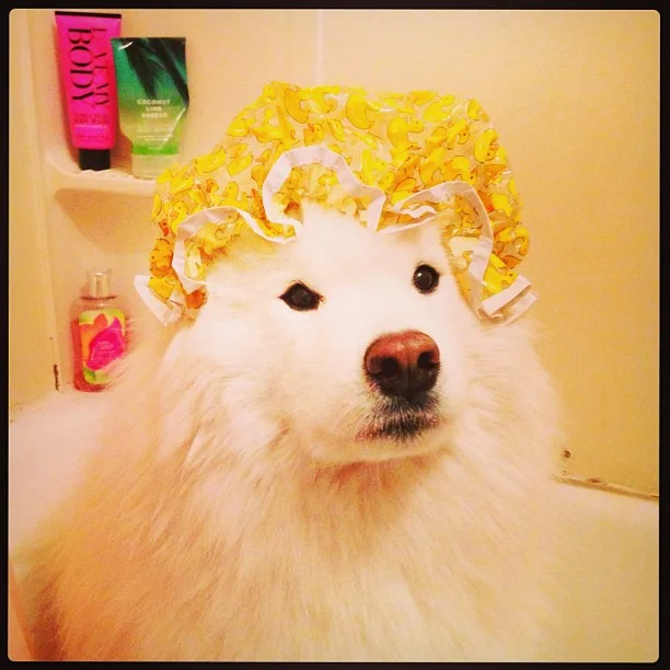 Harvard's History: Rub-a-dub-dub, fluffy guy in the tub๐๐ถ๐ฟ!