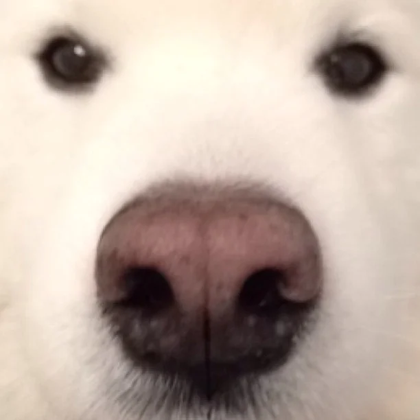 Harvard's History: Selfie