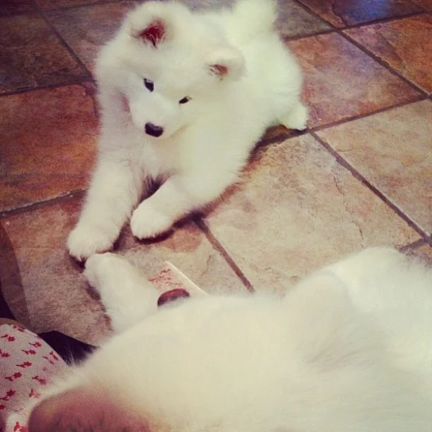 Harvard's History: Brigitte Barkdot at 8-weeks-old πΌ