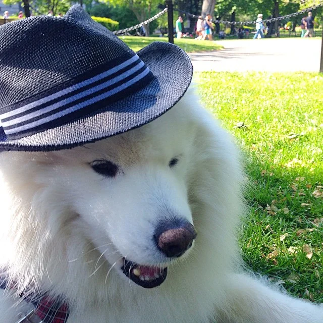Cool kid in the Boston Public Garden π³πΈ