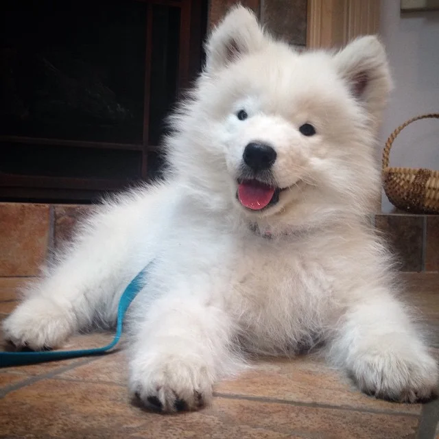 Puppy Portraits, Birthday Editionπ