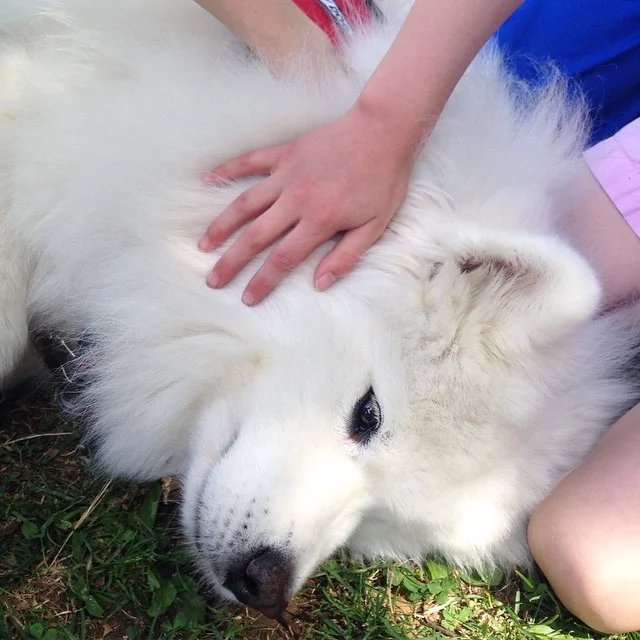 Therapy Dog Life ❤️ 