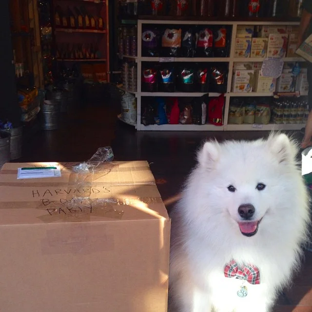 Party treats from Polka Dog Bakery!🎉