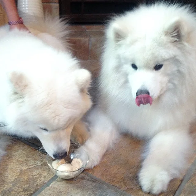 Brigitte Barkdot is excited for my birthday party!