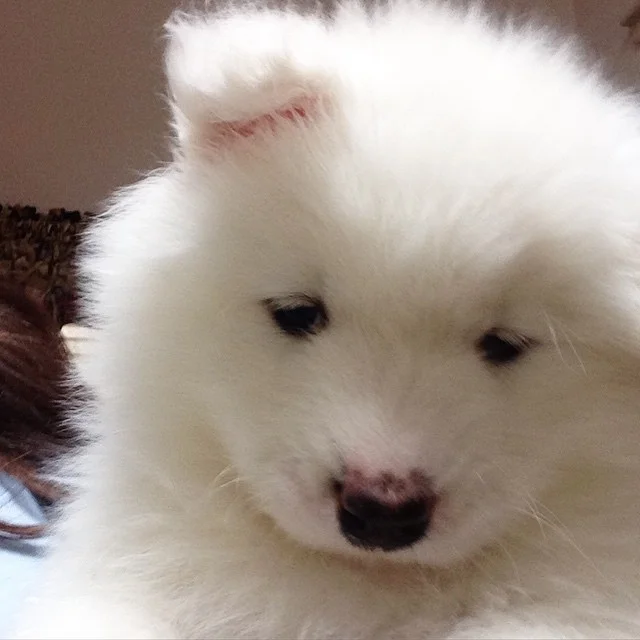 Puppy Portraits: Puppy's First Selfie