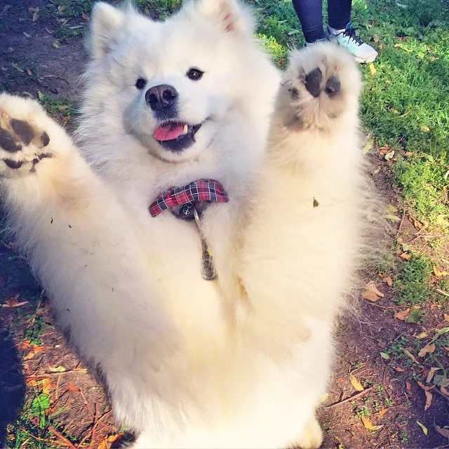 Spirit paws!🐾