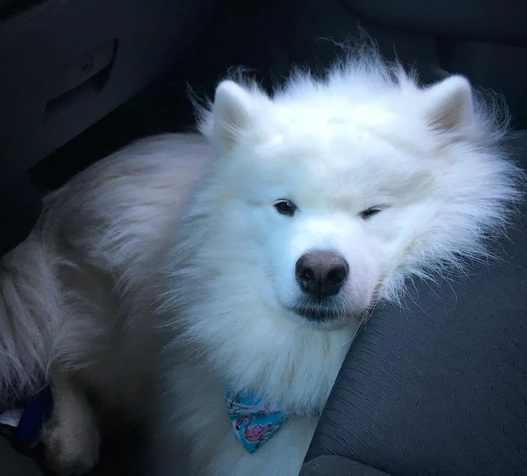 I called shotgun 🚙🐻