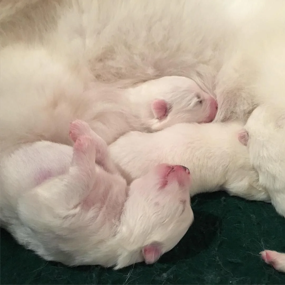 Introducing Brigitte Barkdot's first litter! 👶🏼🐶🎉