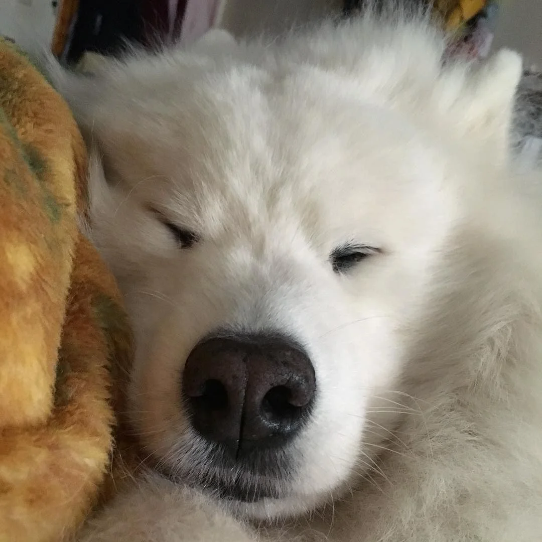 Post-Thanksgiving snuggles