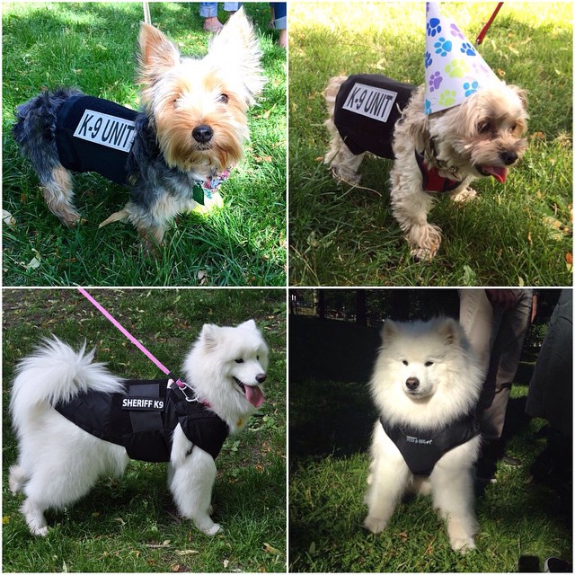Trying on K9 bullet-proof vests!