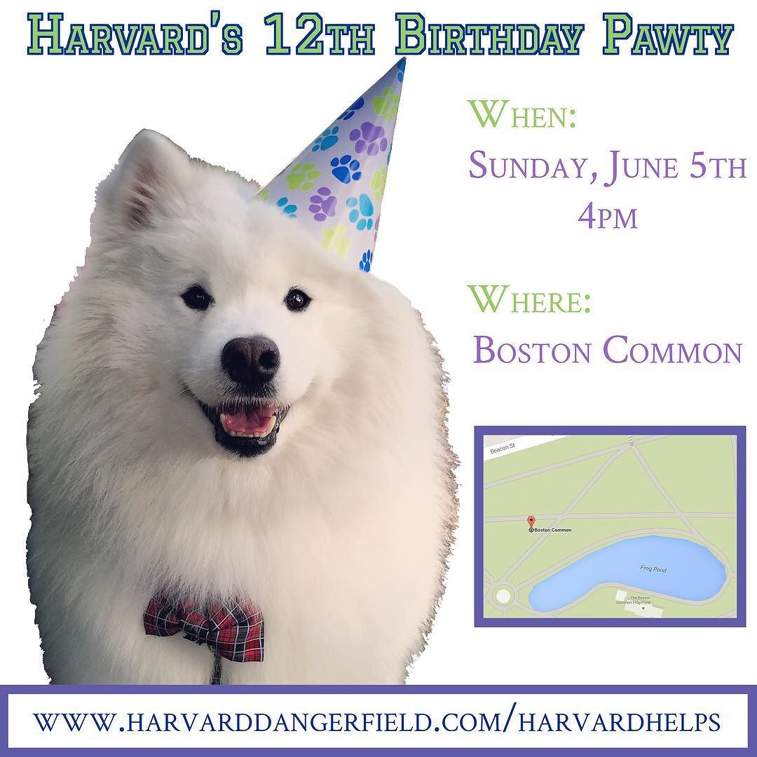 Harvard's 12th Birthday Pawty Fundraiser