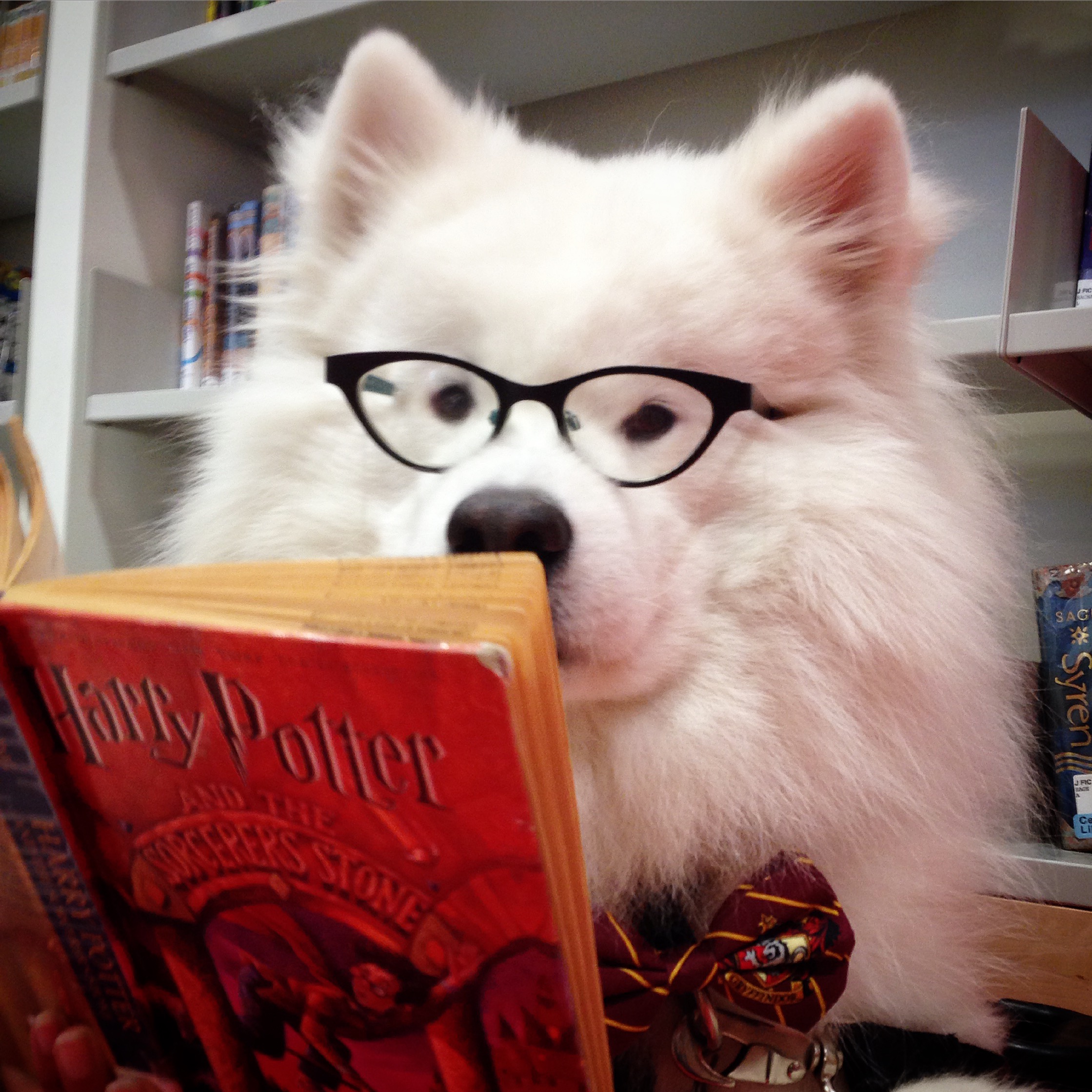 Pet Therapy at the BPL