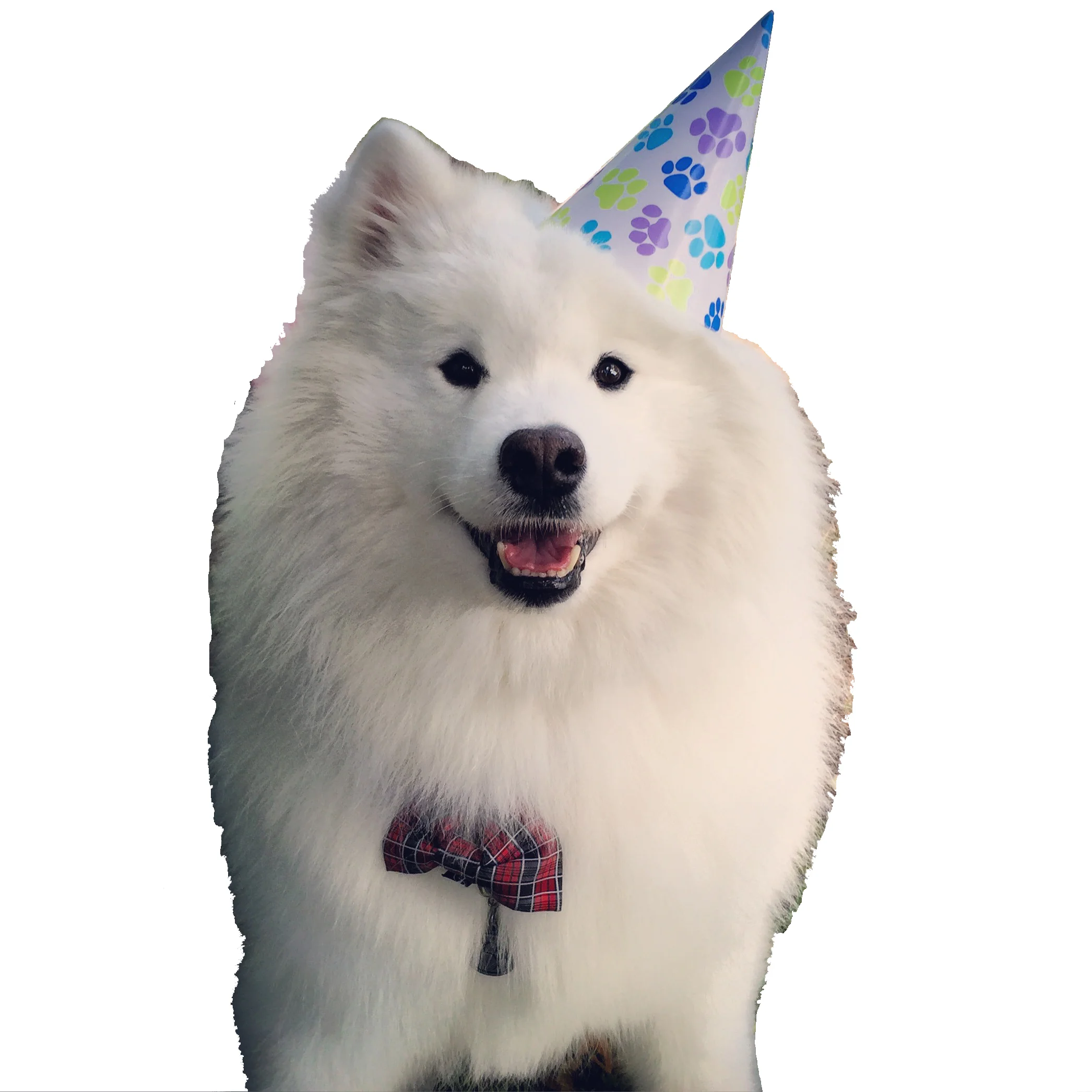 Harvard's 12th Birthday!