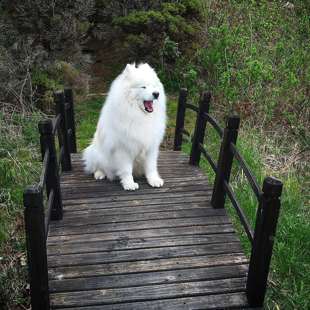 🐾Save The Date🐾 