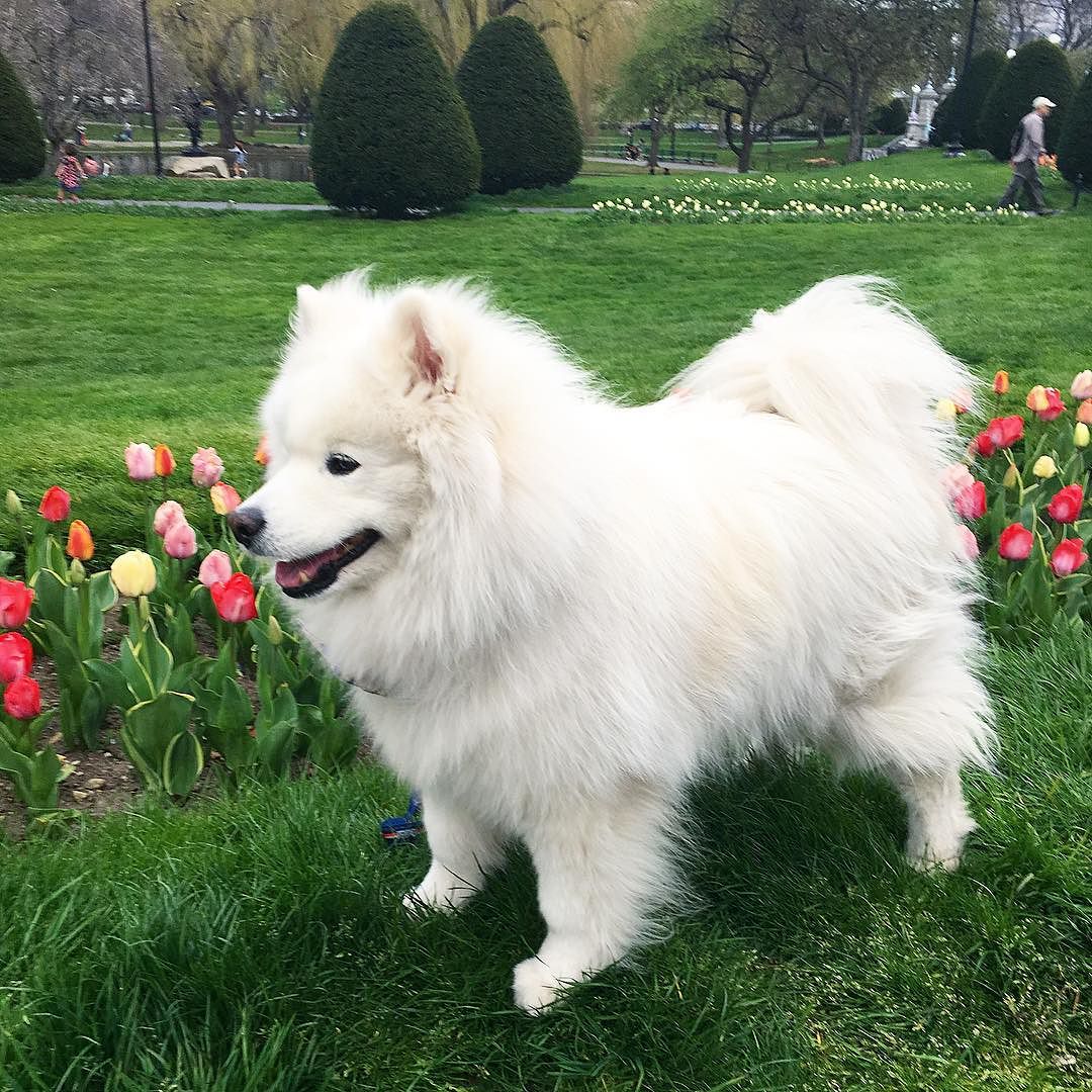 Guarding the tulips 🌷💐🐻