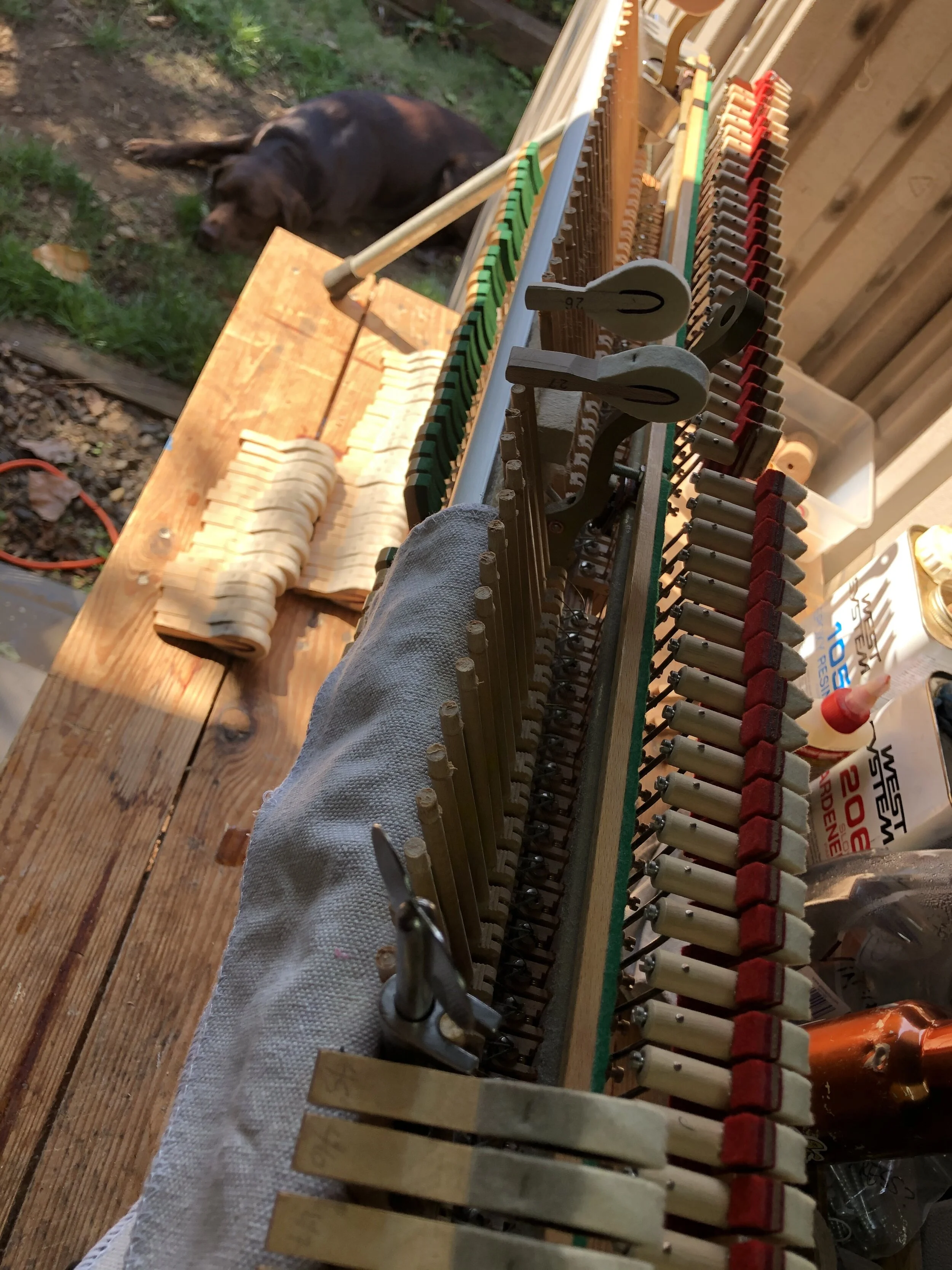 Shop dog, Mouse, helping with a Steinway 1098 hammer replacement. Good boy!