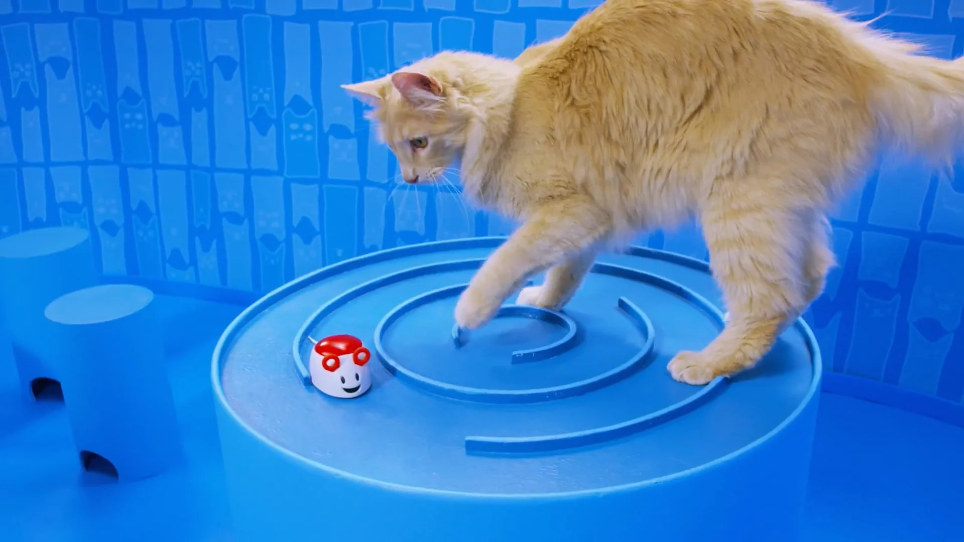 Hexbug.jpg