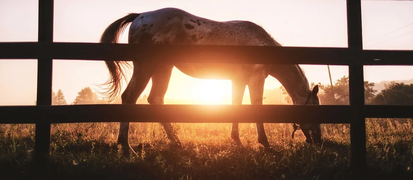 Horses.jpeg